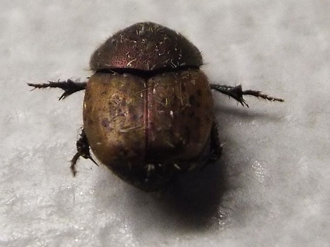 Onthophagus coenobita, femmina, Scarabaeidae